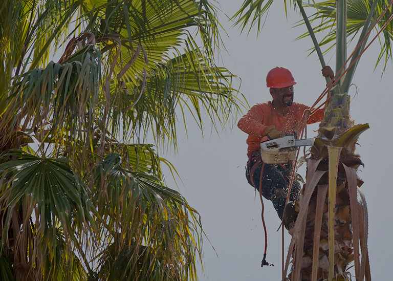 Tree Care Solutions Santa Cruz County CA Home Carrillo Tree